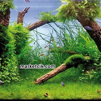 Sylvania 40 Watt Güneş Işığı Bitki Ampulü E27 Duy